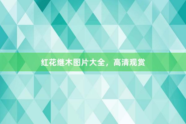 红花继木图片大全，高清观赏